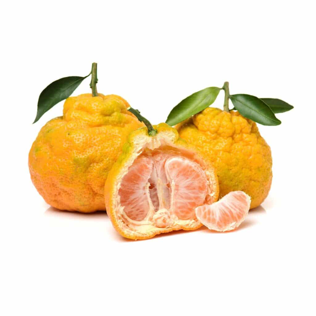 Ugli_Fruit