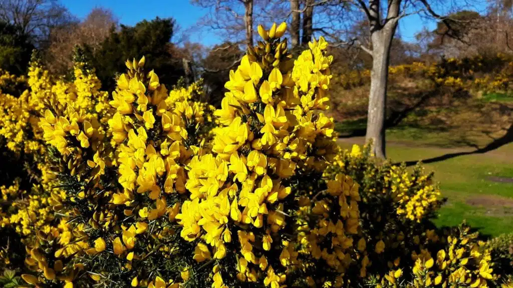 Ulex_europaeus_European_Gorse