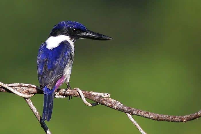 Ultramarine_Kingfisher