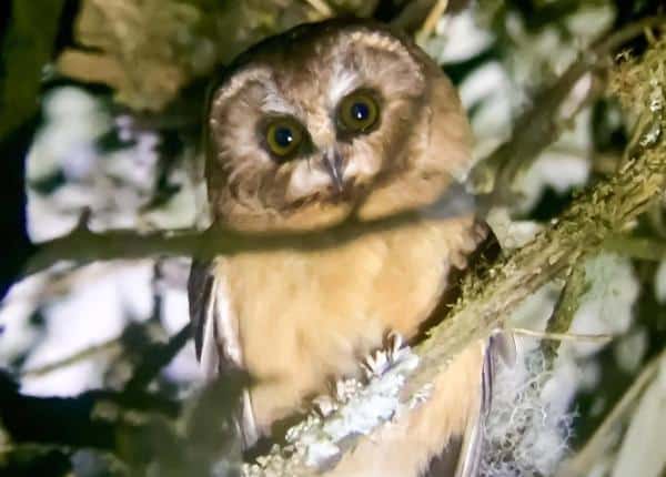 Unspotted_Saw-whet_Owl