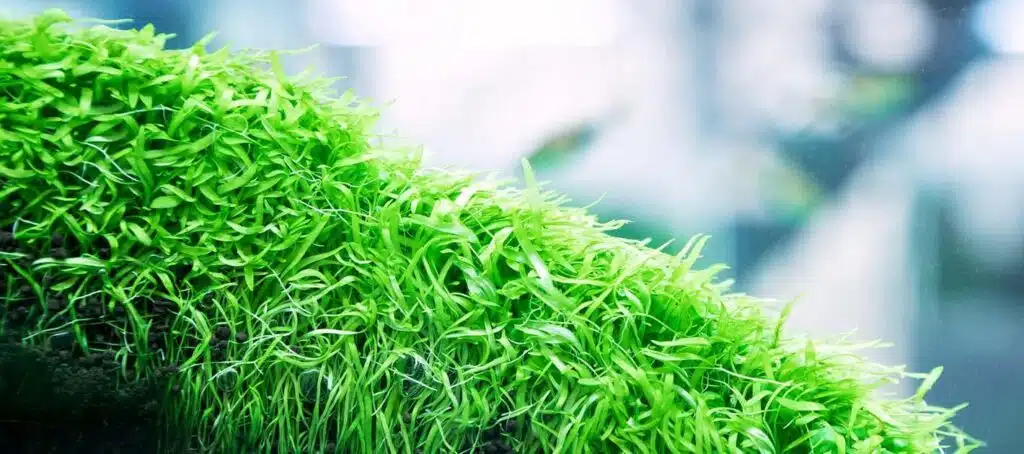 Utricularia_graminifolia_Grass