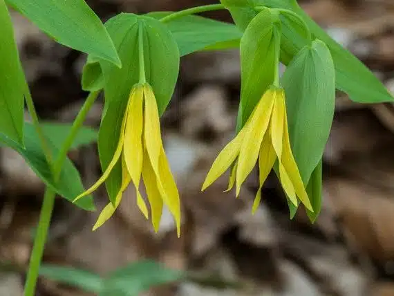 Uvularia_Bellwort