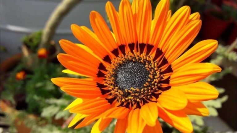 25 Beautiful Flowers That Start with V Around the World - Meredith Plays