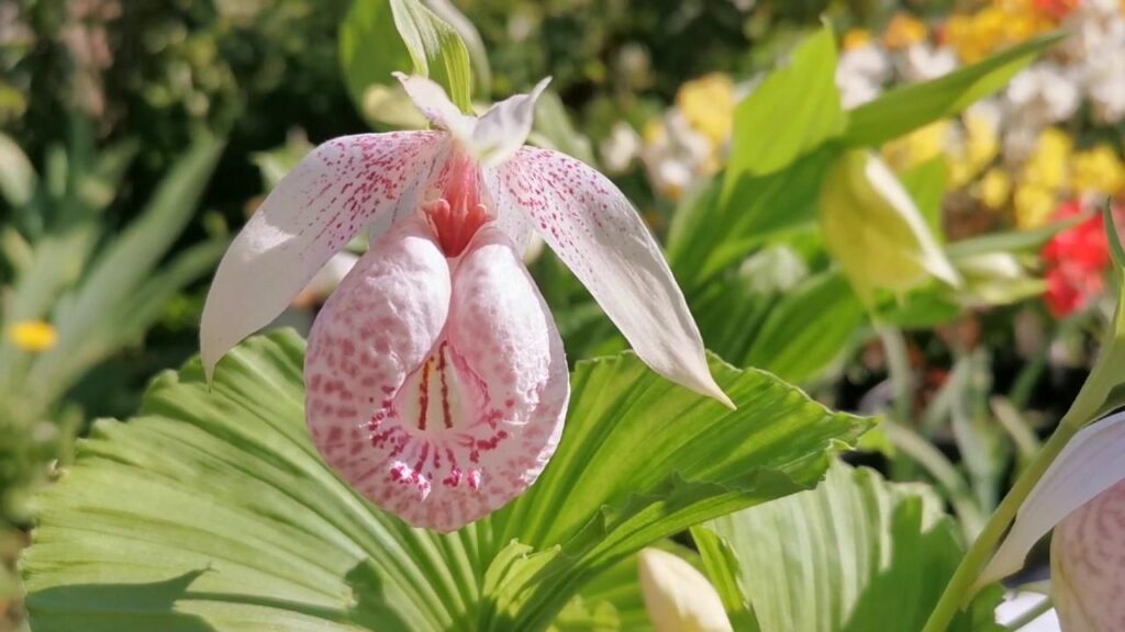 Venuss_Slipper_Cypripedium