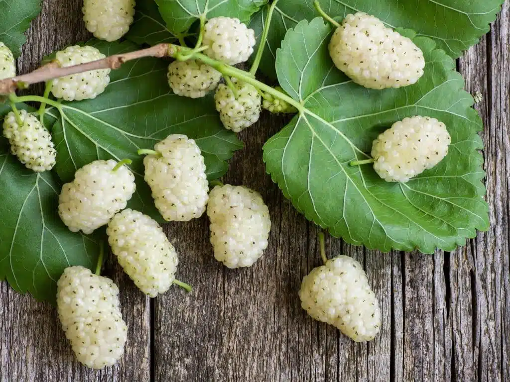 White_Mulberry