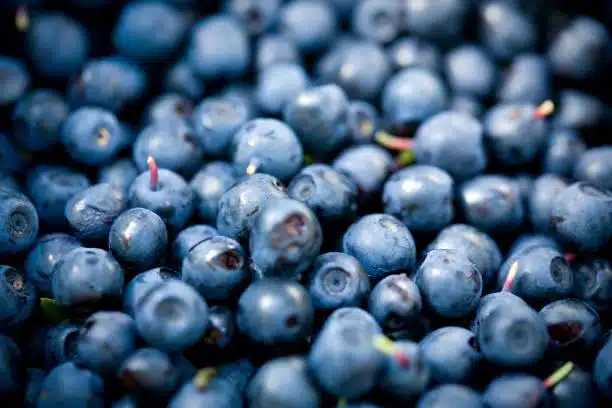 Whortleberry