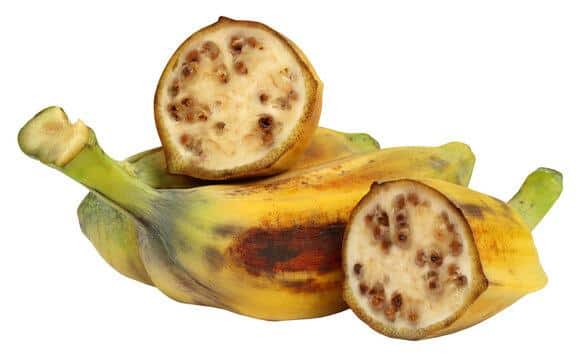 Wild_Banana