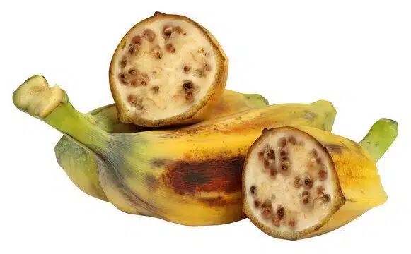 Wild_Banana