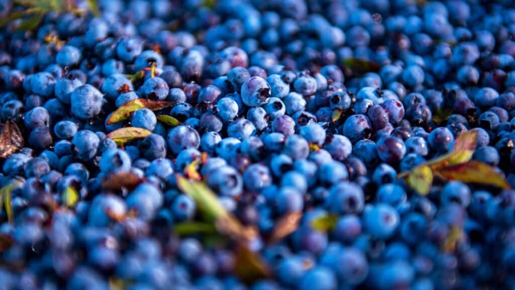 Wild_Blueberry