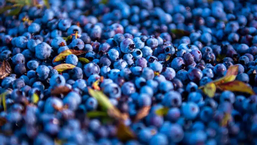 Wild_Blueberry