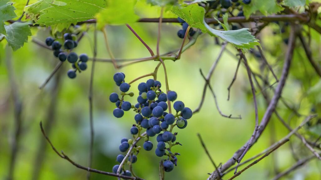 Wild_Grape
