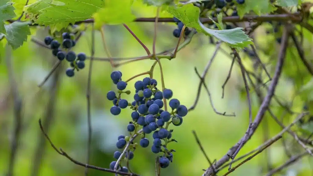 Wild_Grape
