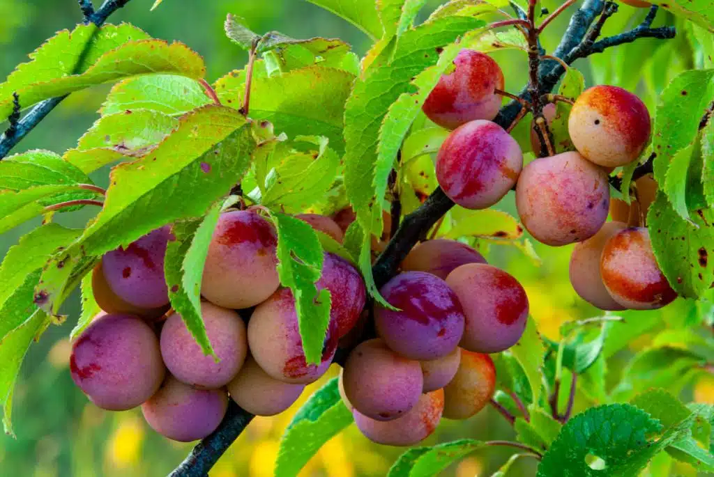 Wild_Plum