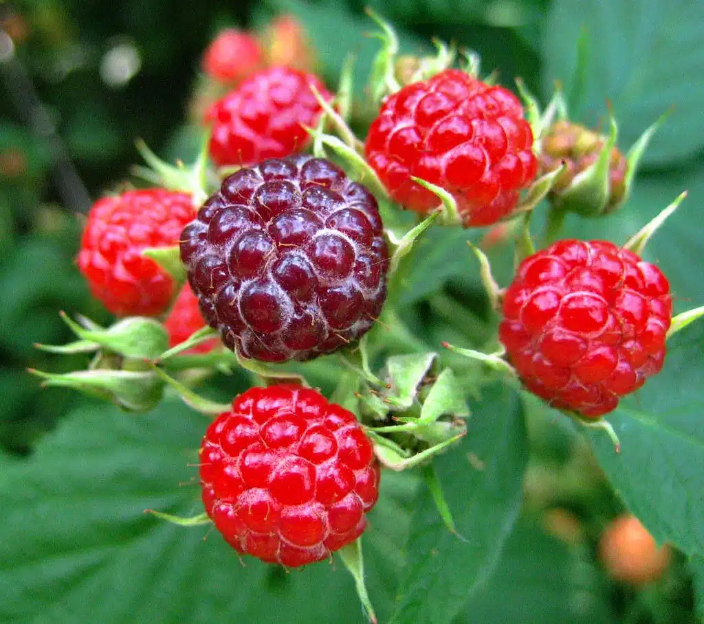 Wild_Raspberry