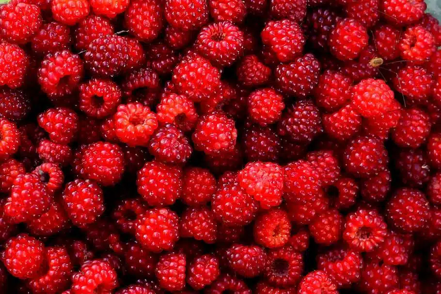 Wineberry