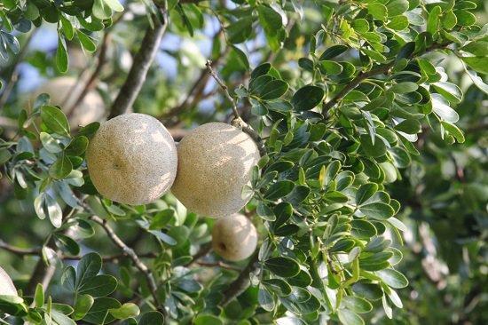 Wood_Apple