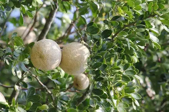 Wood_Apple