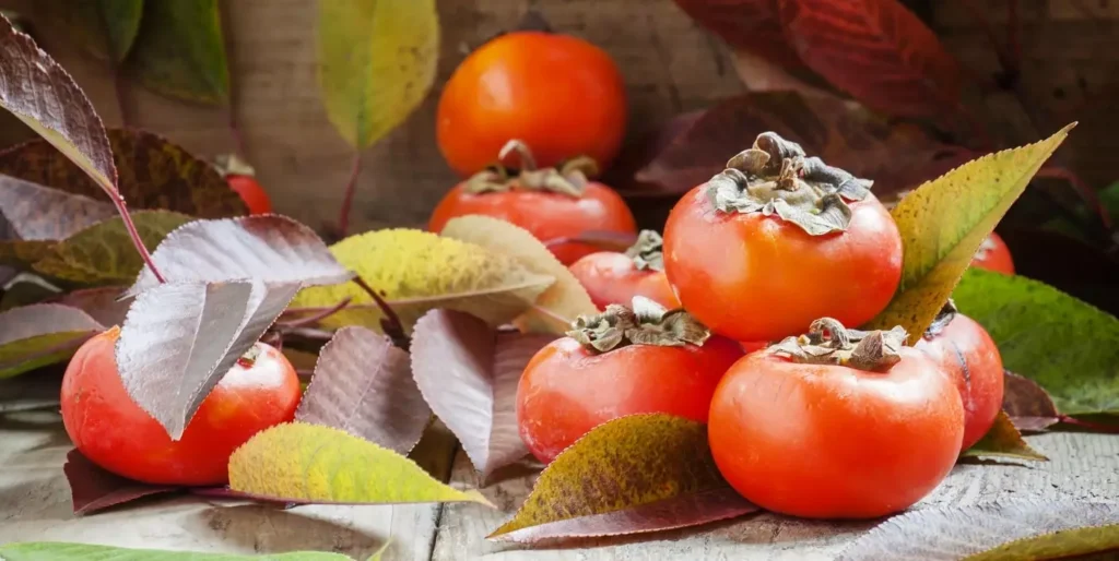 Xi yang li (Persimmon)