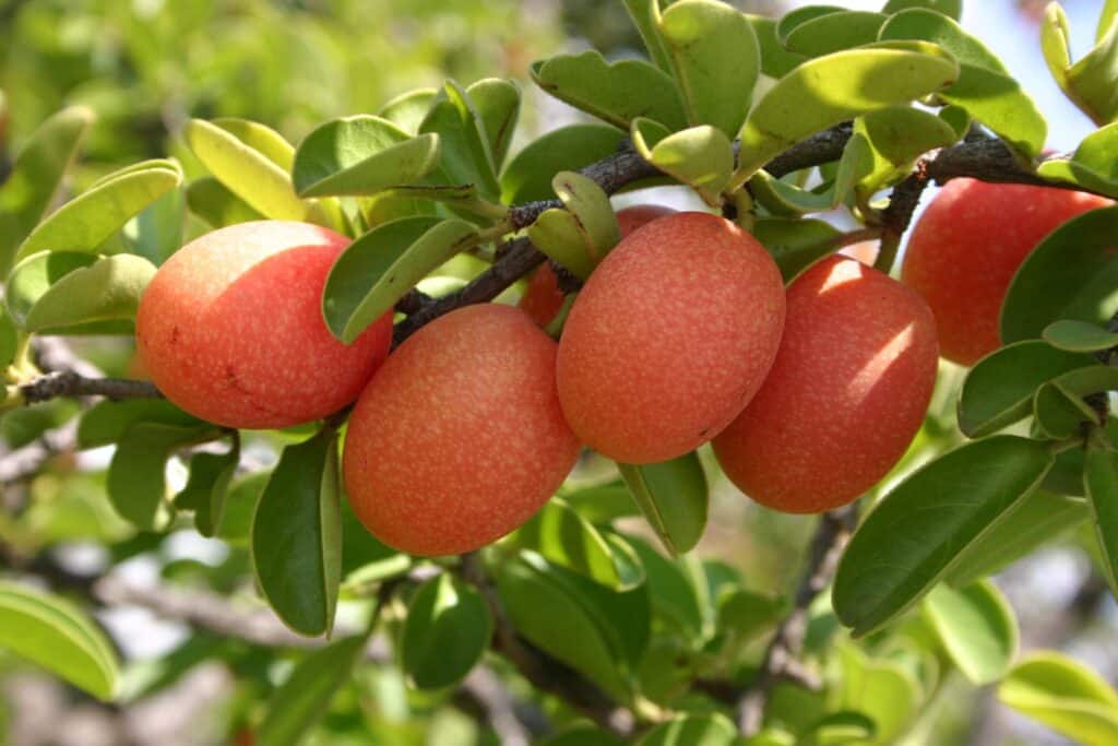 Ximenia