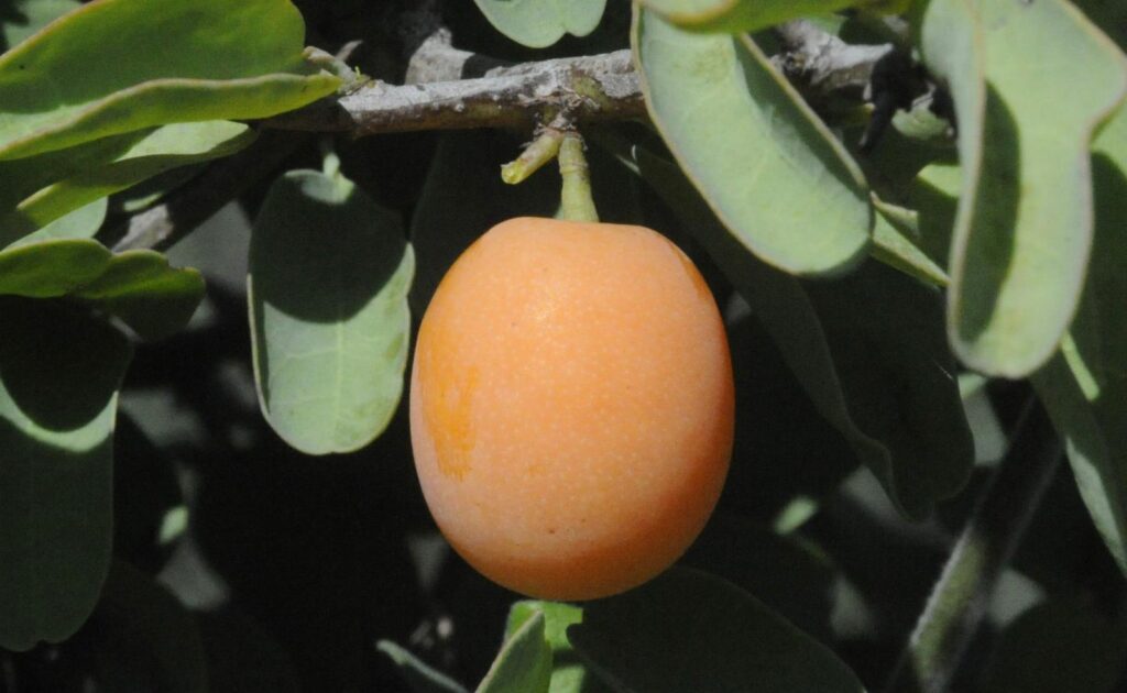 Ximenia Americana