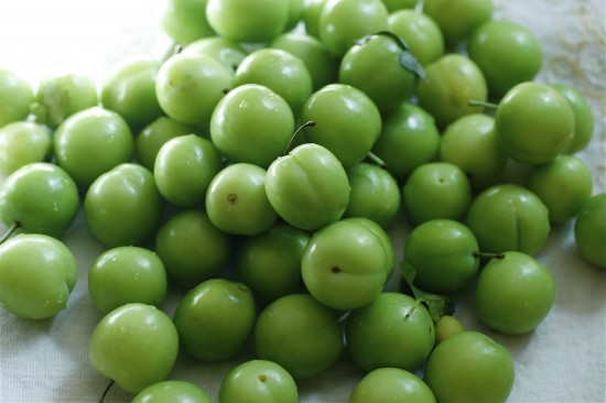 Ximenia caffra fruit