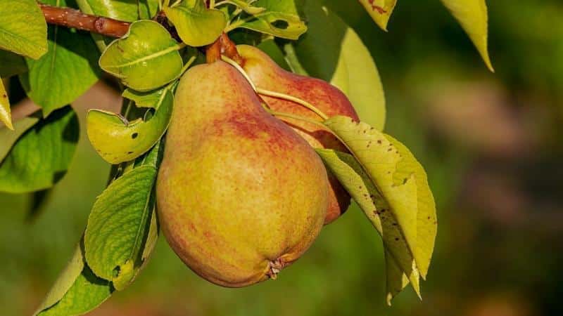 Xinjiang Pear
