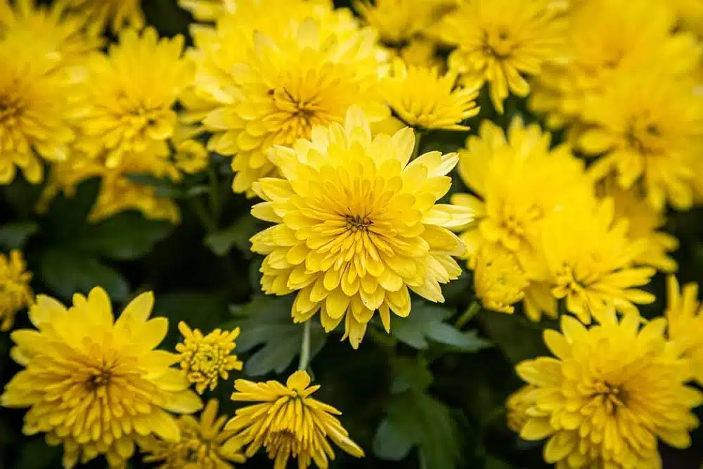 Yellow_Chrysanthemum