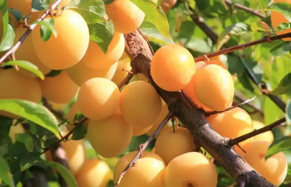 Yellow_Plum