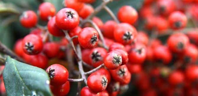 Yunnan_Hackberry