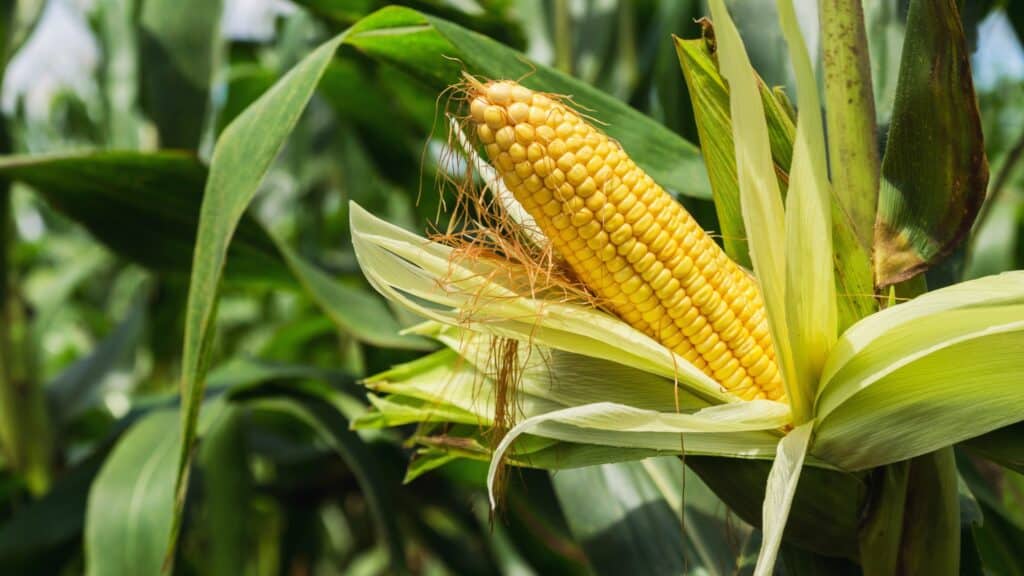 corn