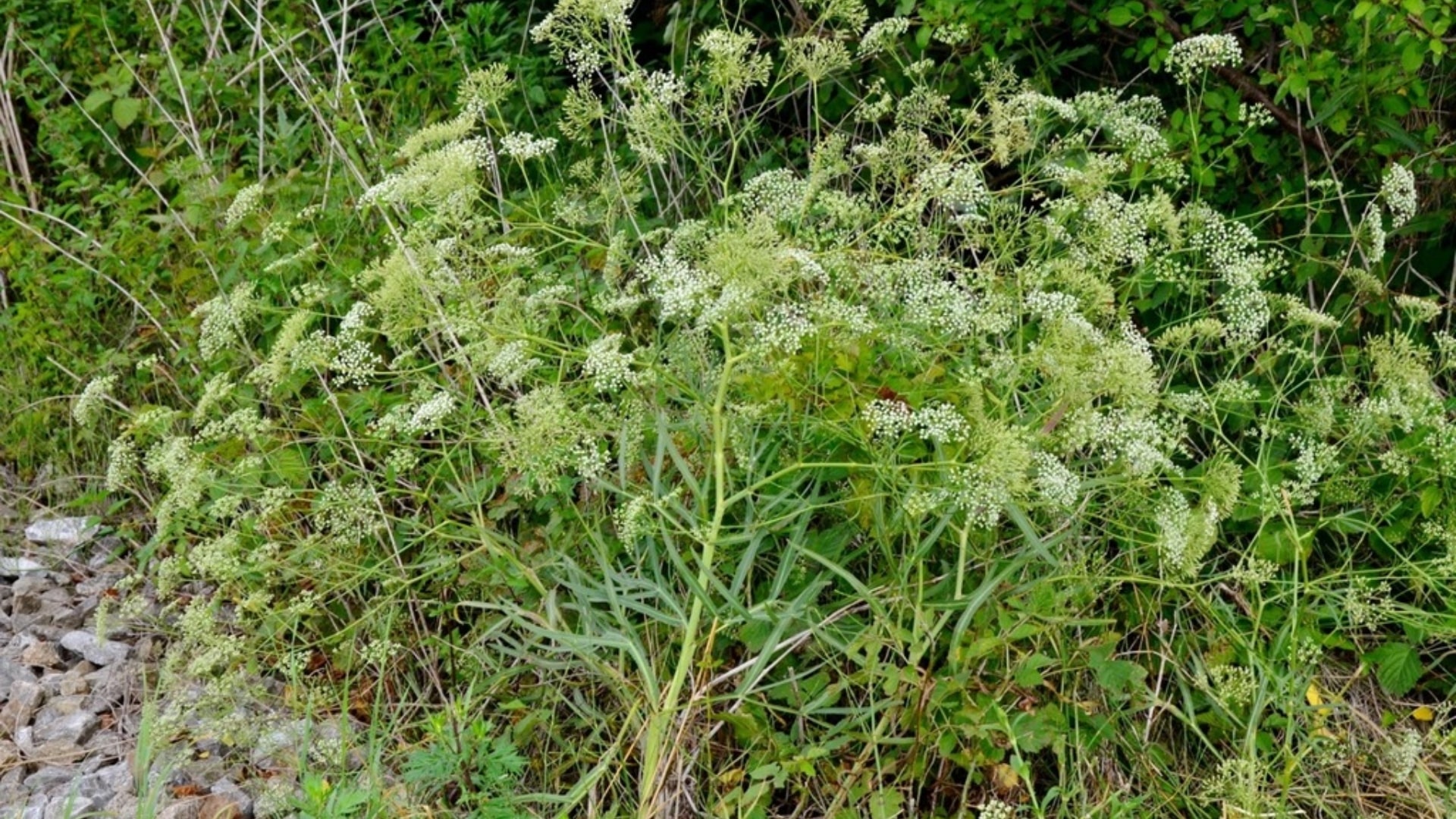 Falcaria