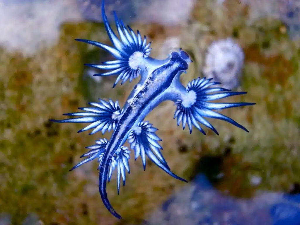 Fascinating Facts About the Blue Glaucus