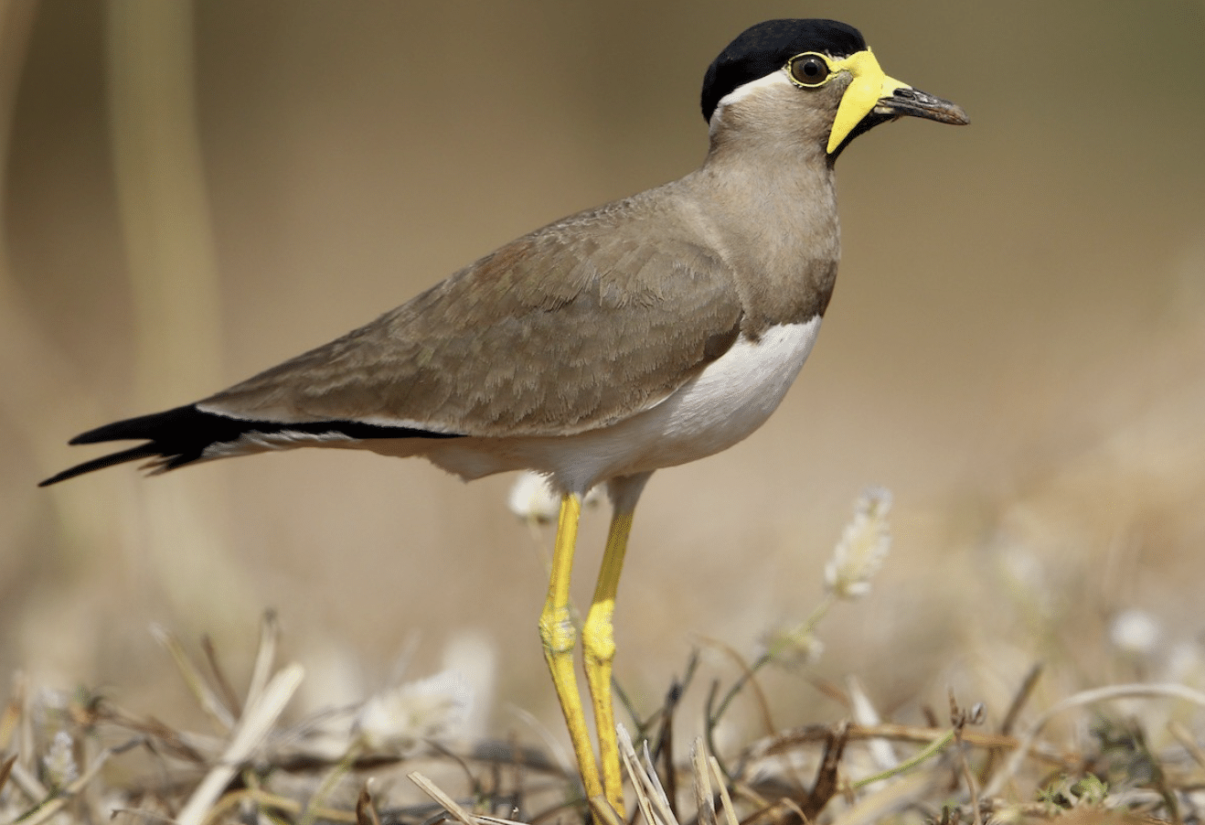Yellow-Wattled_Lapwing