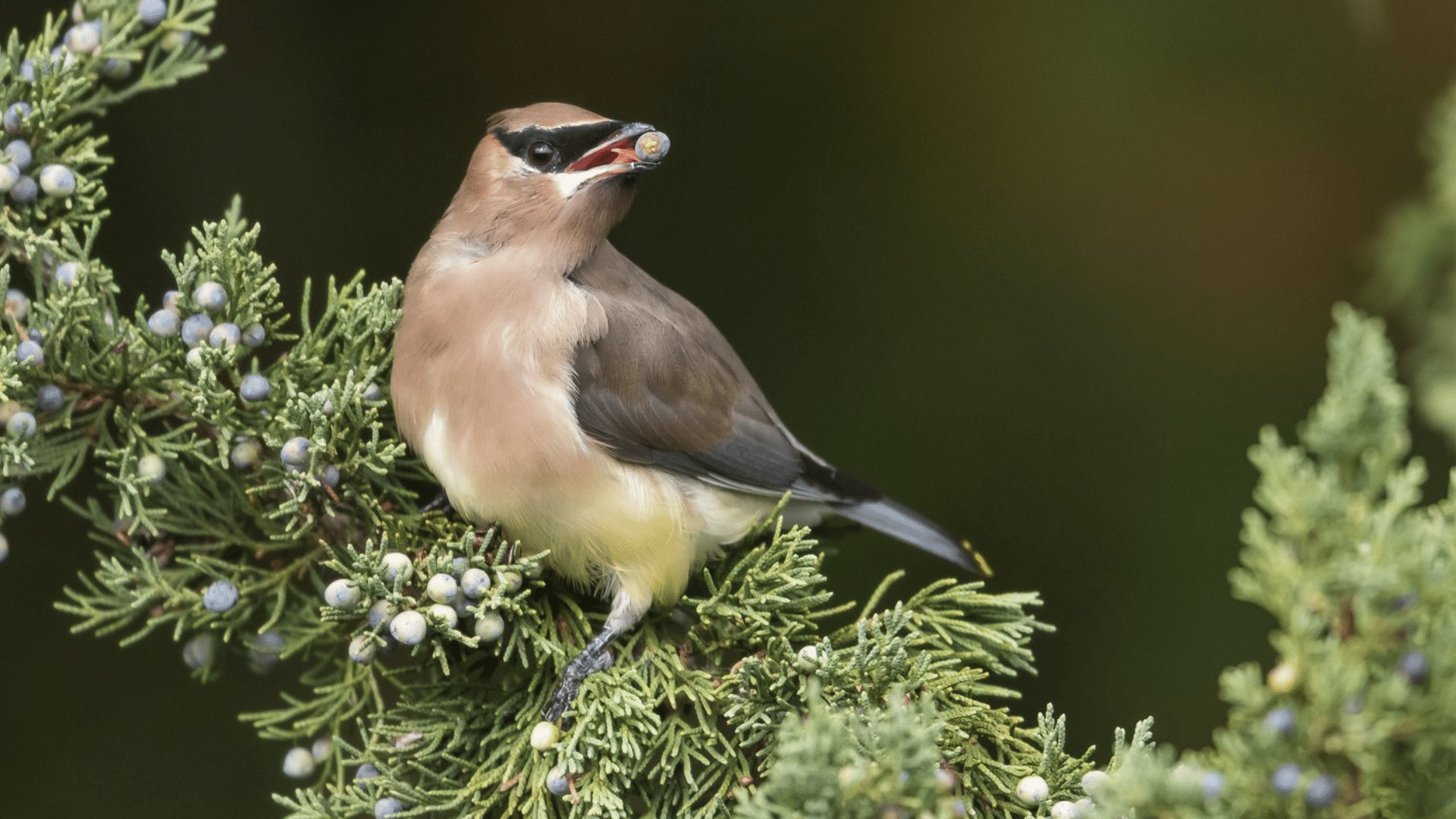 Cedar_Waxwing