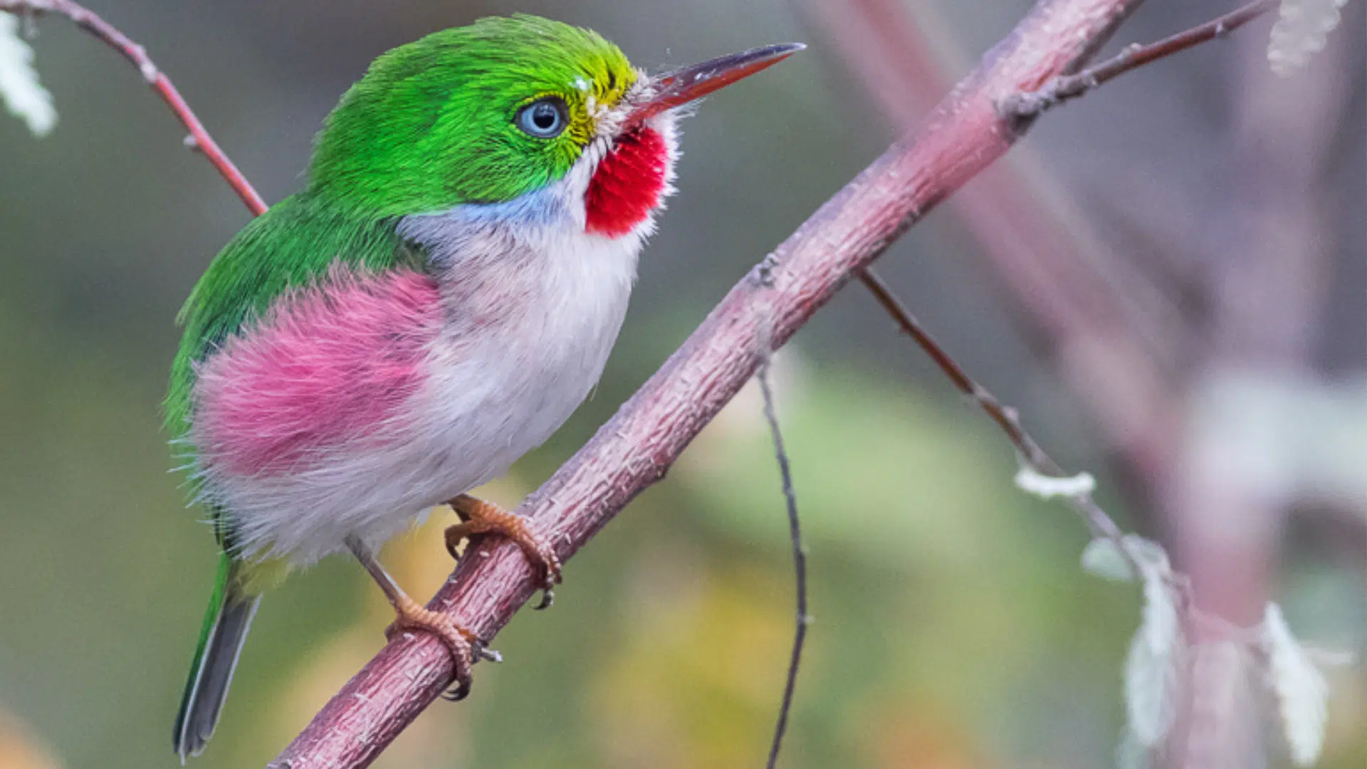 Cuban_Tody