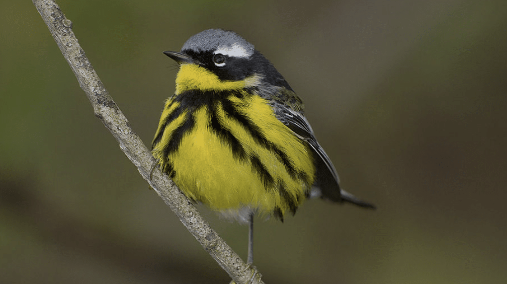 Magnolia_Warbler