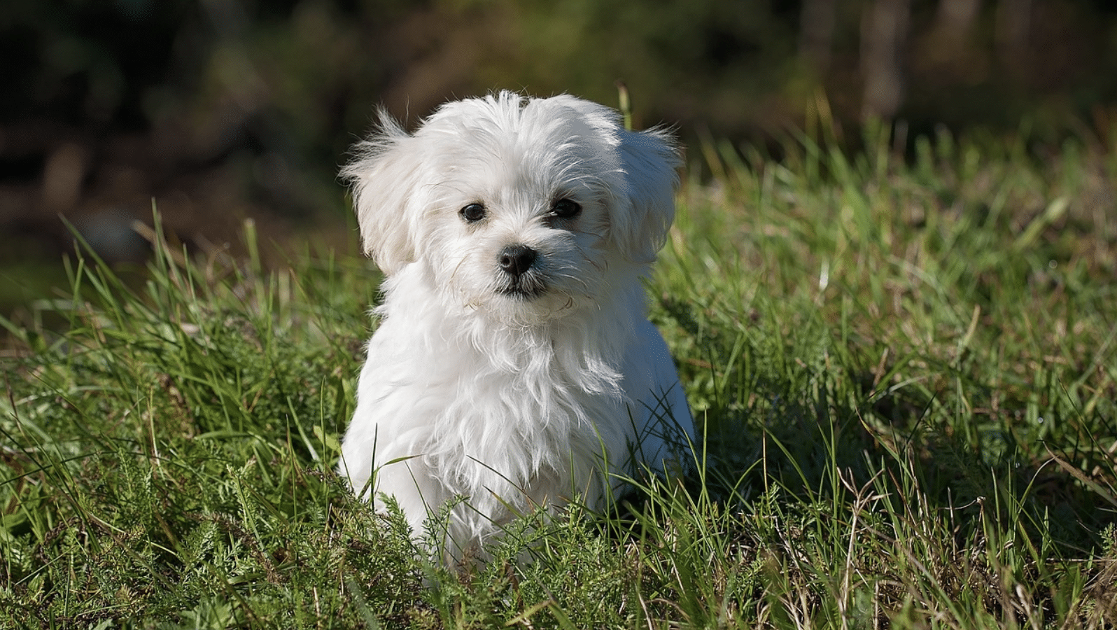 Maltese