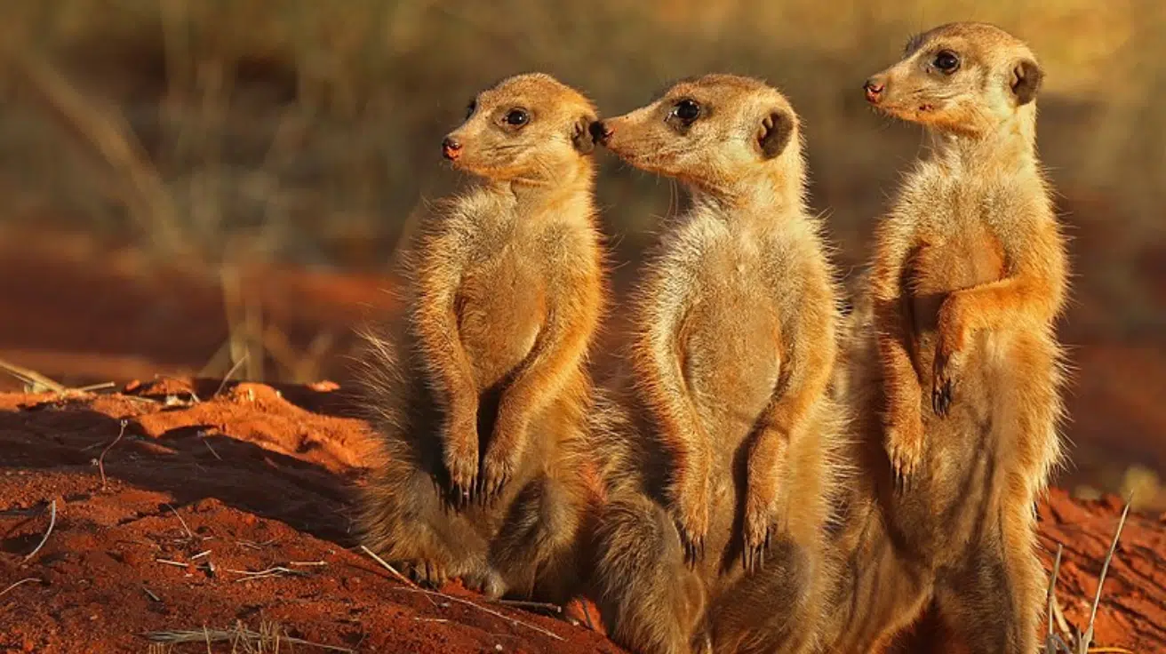 Meerkat