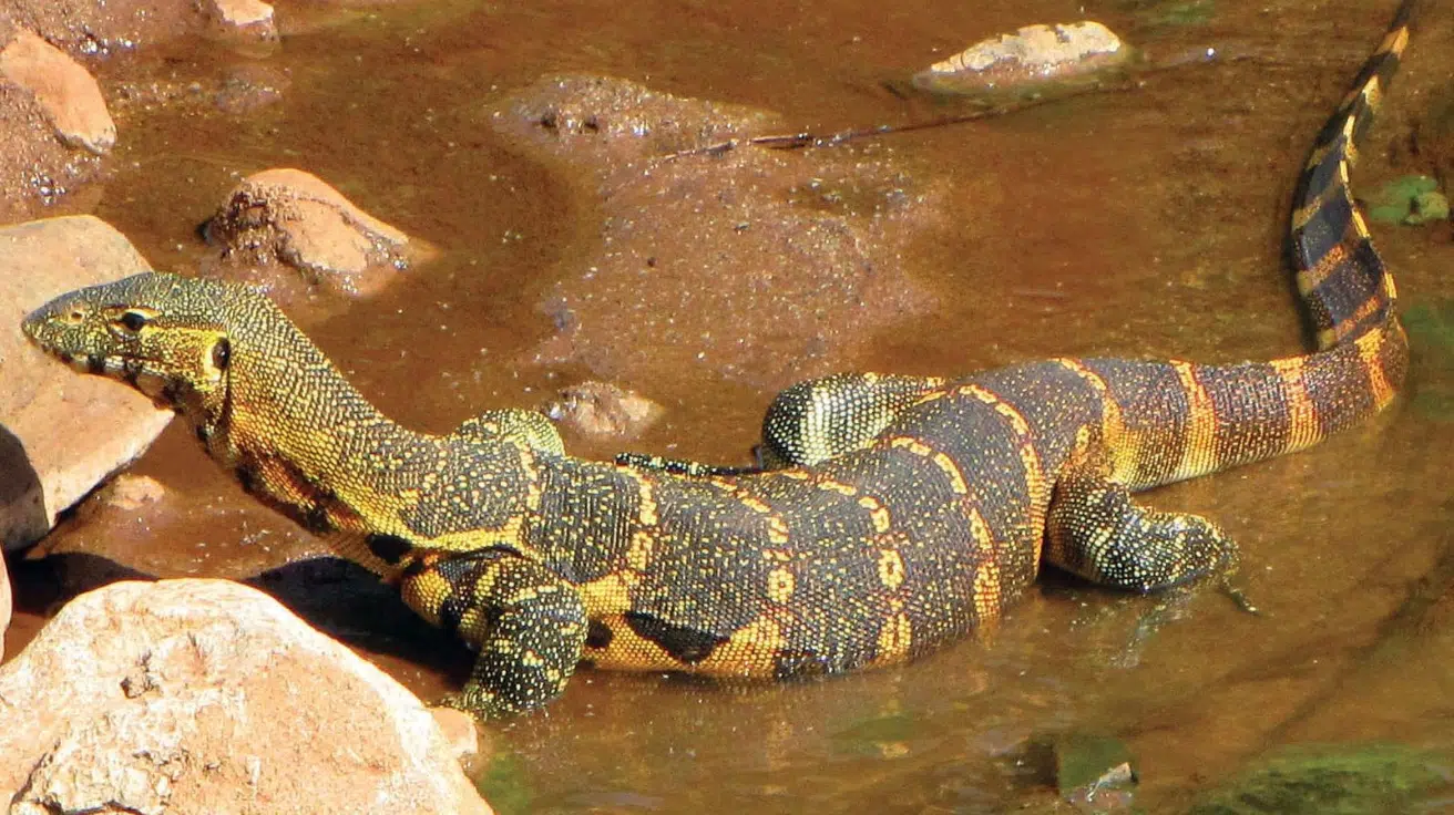 Monitor Lizard