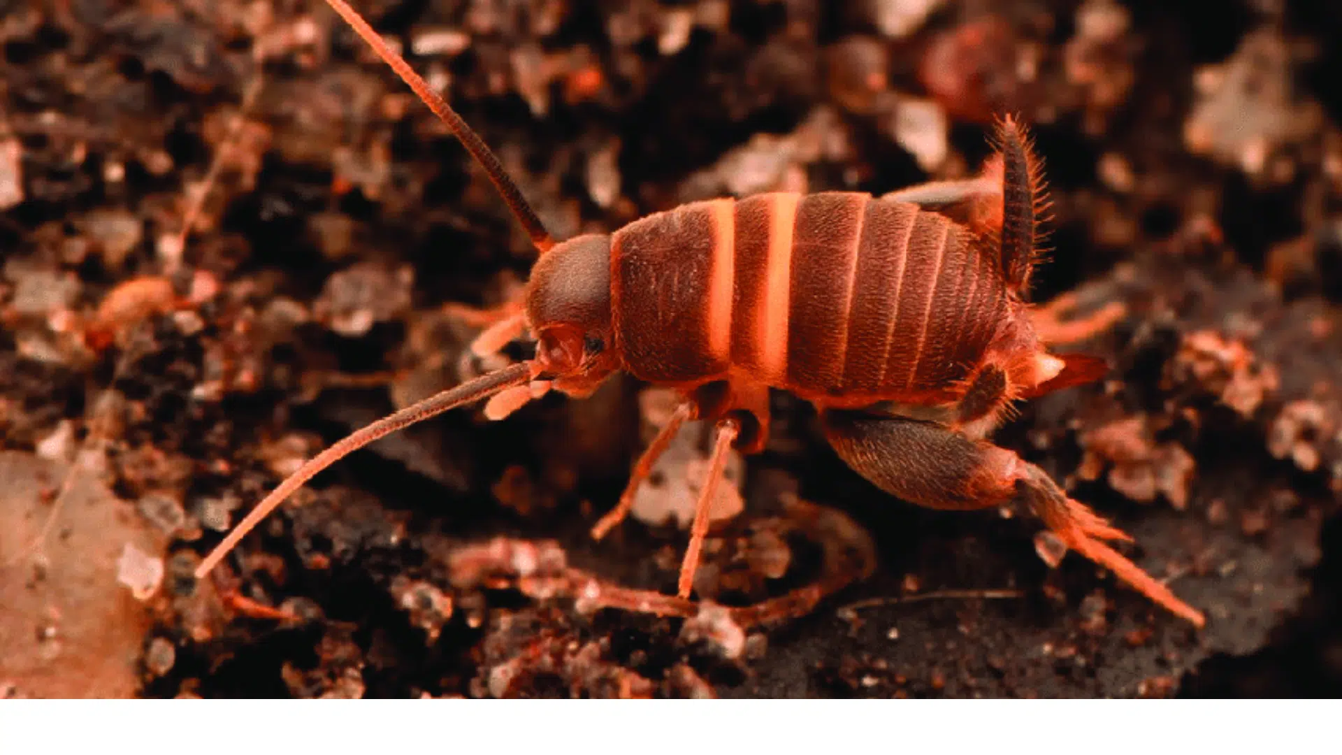 Myrmecophilus_acervorum