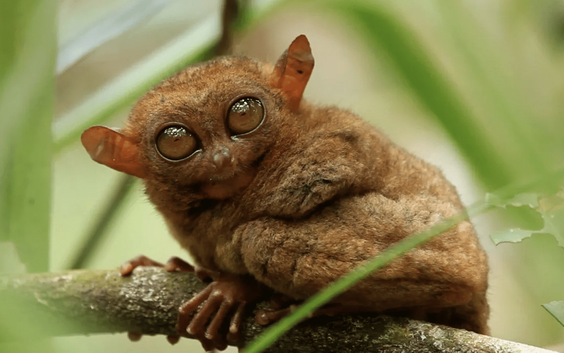 Philippine_Tarsier