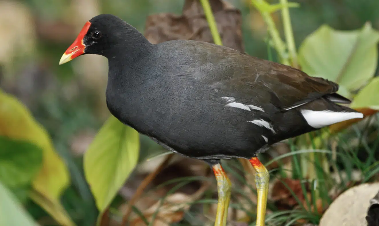 Saipan_Moorhen