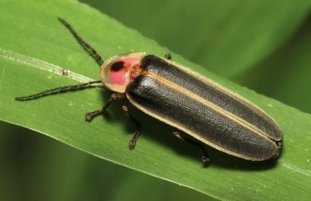 Satanic_Firefly_Beetle