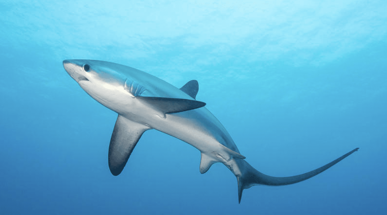 Thresher_Ray