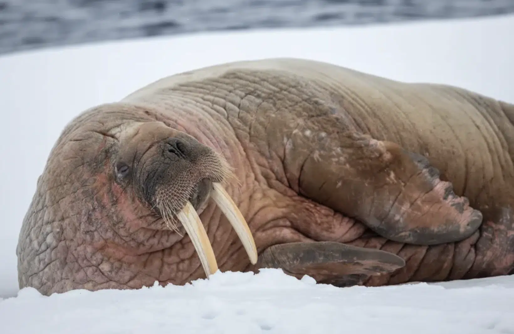 Walrus