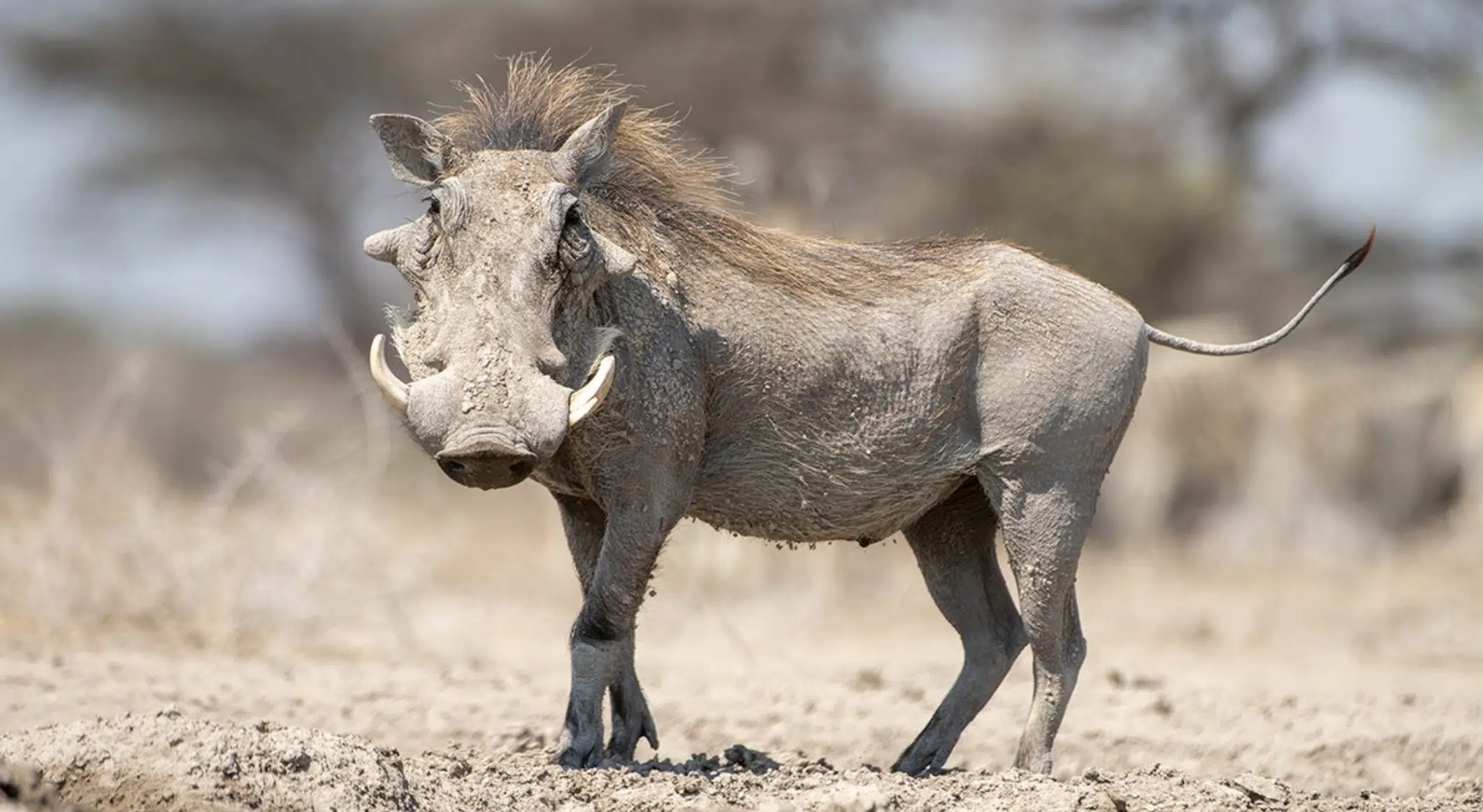 Warthog