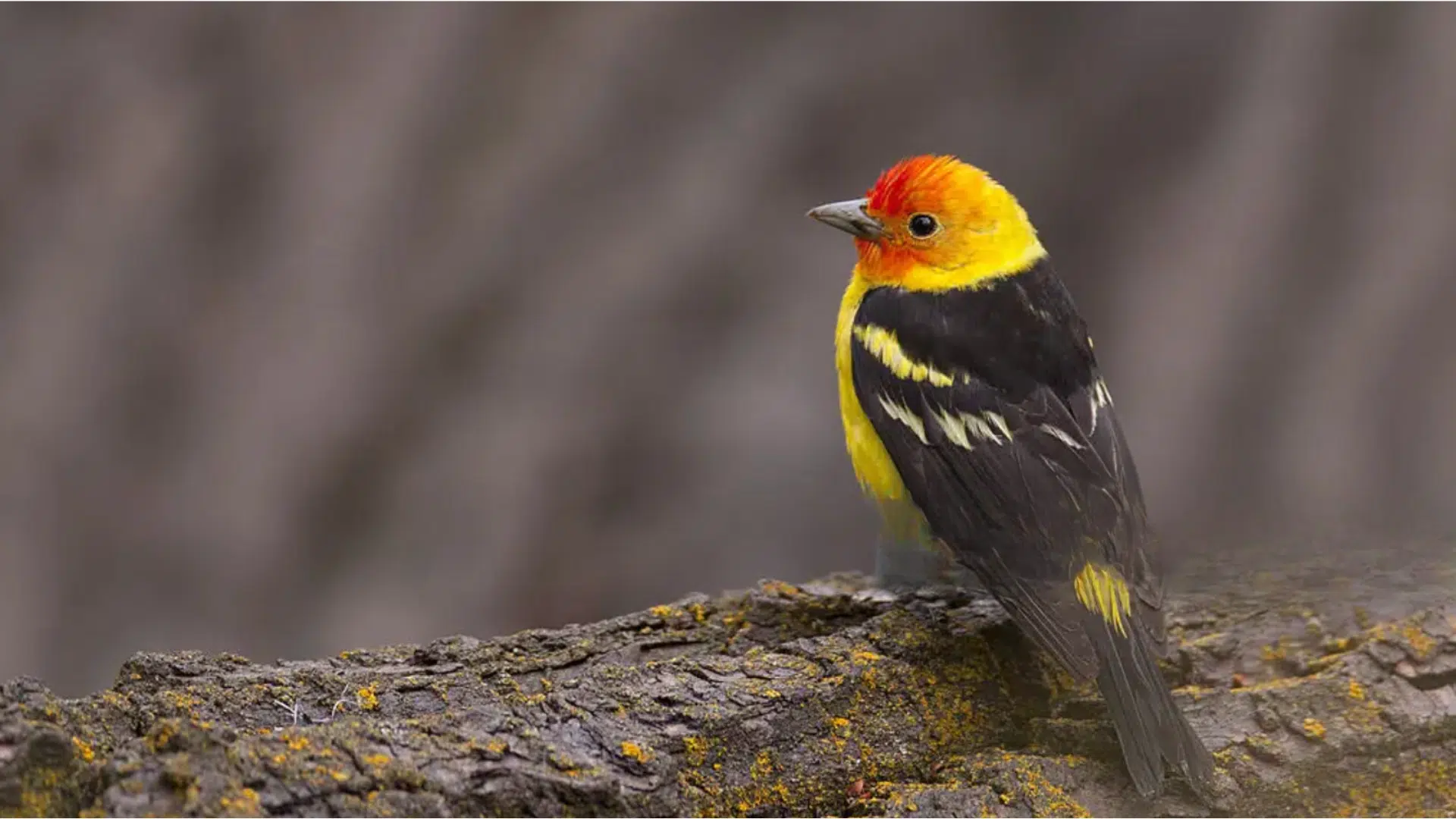 Western_Tanager