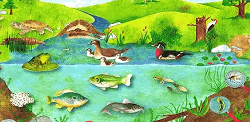 What Lives in a Pond?