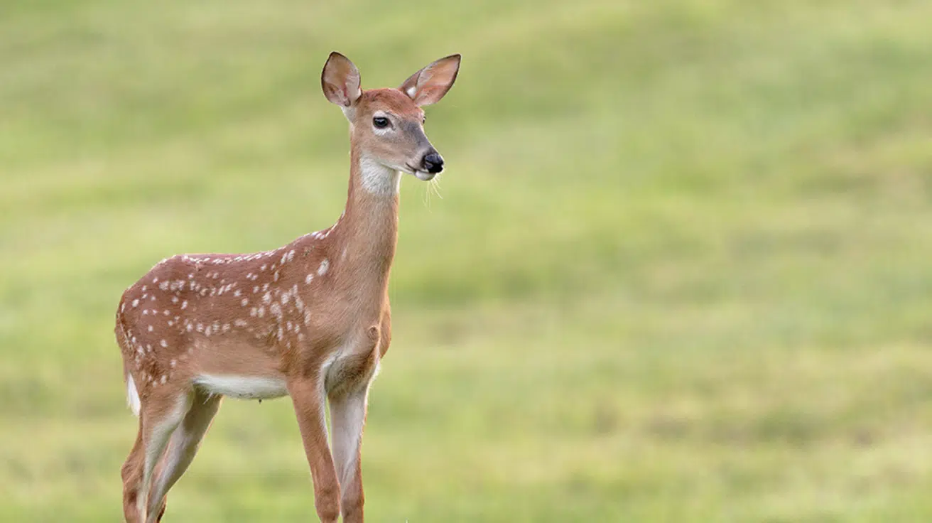 White-tailed Deer