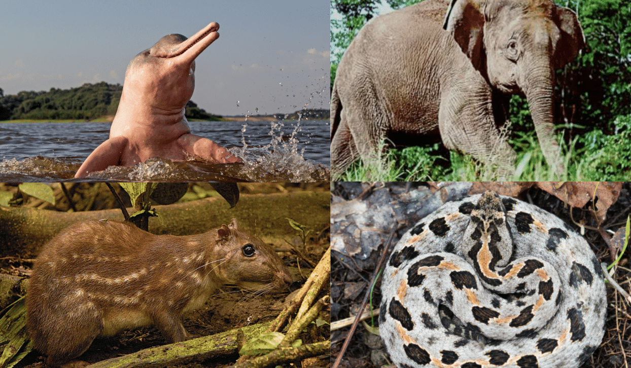 Wild_Animals_that_Start_with_P